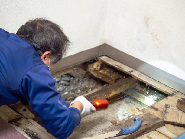 Best Emergency Mold Removal  in Aledo, IL
