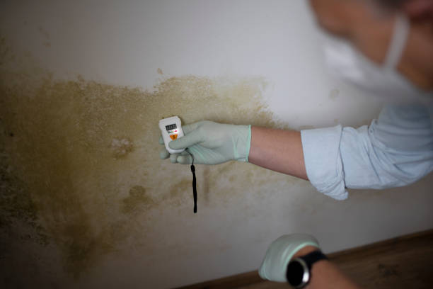 Best Home Mold Removal  in Aledo, IL